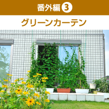 番外編3 グリーンカーテン