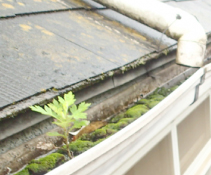 コケや植物の生えた屋根
